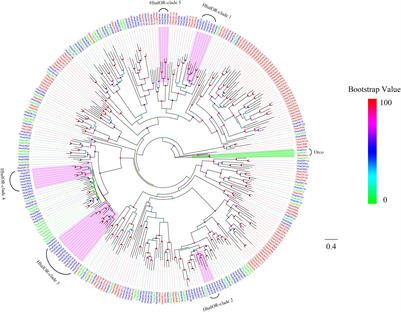 Identification of Candidate Olfactory Genes in the Antennal Transcriptome of the Stink Bug Halyomorpha halys